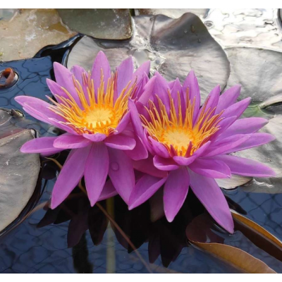 N. PURPLE CONE N. PURPLE CONE